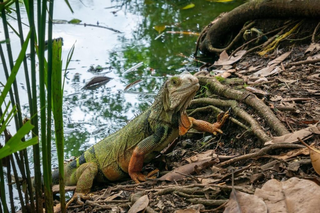 Iguana